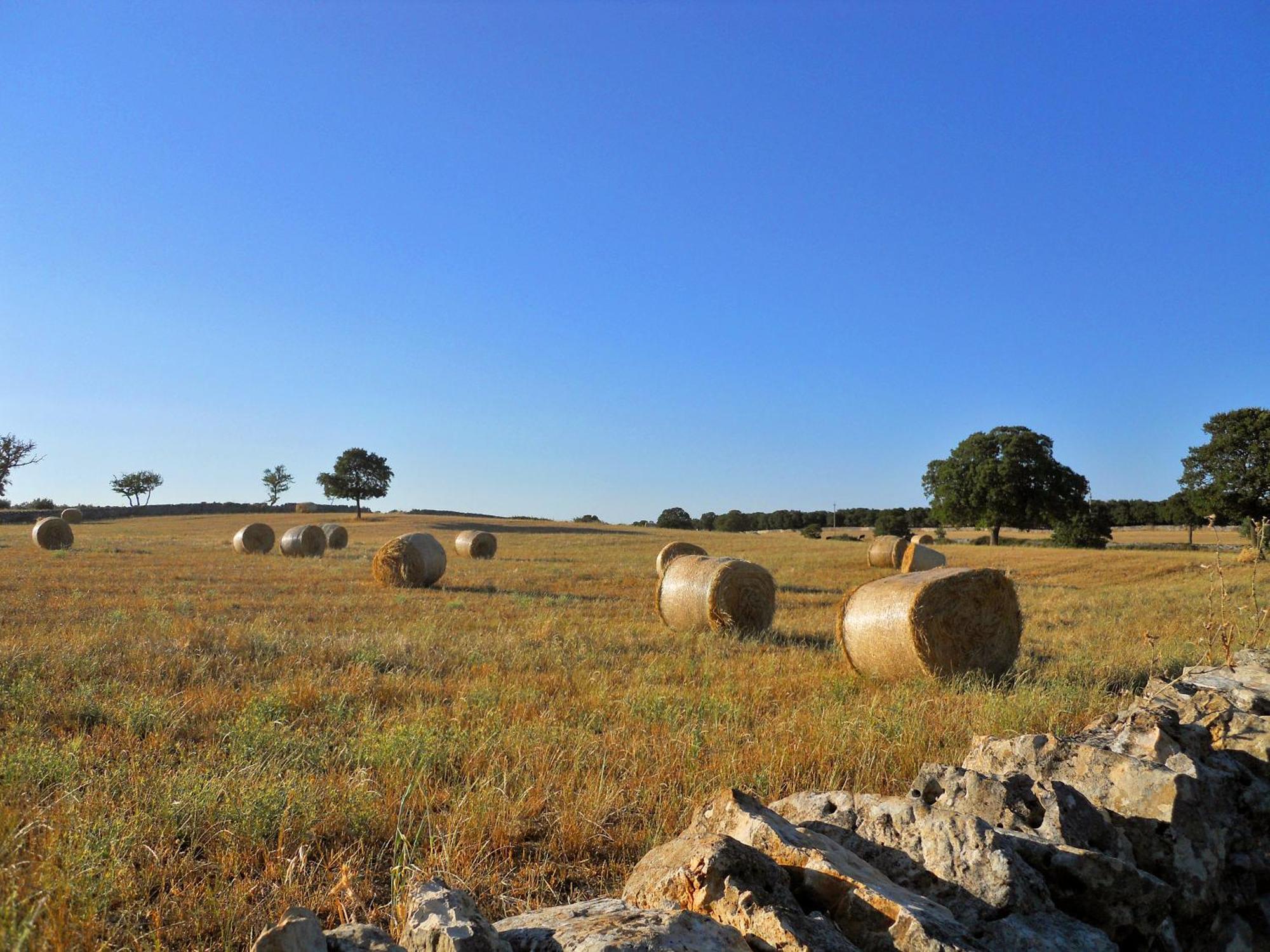 Agriturismo Masseria Casa Busciana 阿尔贝罗贝洛 外观 照片