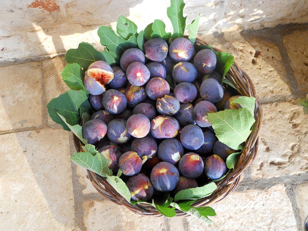 Agriturismo Masseria Casa Busciana 阿尔贝罗贝洛 外观 照片
